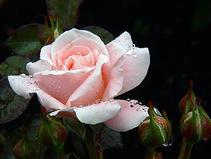 macro shot de fleur blanche, macro shot, fleur blanche, roses, rose rose, rose rose, fleurs, jardins, pluie, domaine public, dévouement, CC0, photos, nature, pétale, plante, fleur, tête de fleur, feuille, fermer-up, beauté dans la nature, couleur rose, Fond d'écran HD