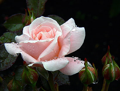 makroskott av vit blomma, makroskott, vit blomma, rosor, rosa ros, rosrosa, blommor, trädgårdar, regn, public domain, dedikation, CC0, foton, natur, kronblad, växt, blomma, blommahuvud, blad, nära- upp, skönhet i naturen, rosa färg, HD tapet HD wallpaper