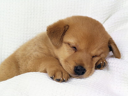 короткошерстный коричневый щенок, щенки, собака, животные, HD обои HD wallpaper