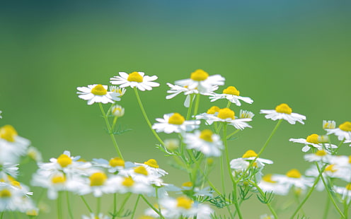 Weiße Blumen der Gänseblümchen, Natursommer, grüner Hintergrund, Gänseblümchen, Weiß, Blumen, Natur, Sommer, Grün, Hintergrund, HD-Hintergrundbild HD wallpaper