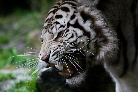 แมวขนขาวและดำสัตว์เสือขาวโกรธ, วอลล์เปเปอร์ HD HD wallpaper