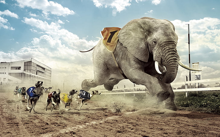 gray elephant and grayhound illustration, dogs, competition, elephant, Greyhound racing, HD wallpaper