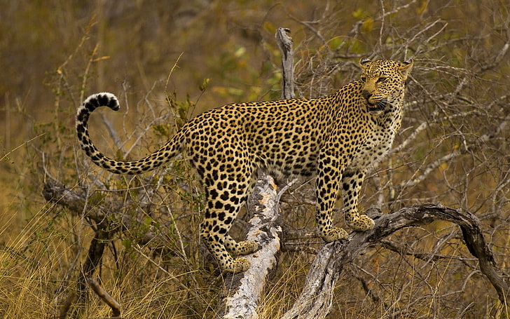 léopard brun, léopard, branche, arbre, stand, prédateur, Fond d'écran HD