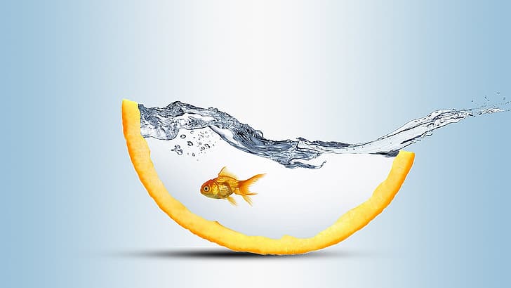 água, respingo, peixe dourado, fundo claro, fatia de laranja, arte criativa, креативный арт, HD papel de parede