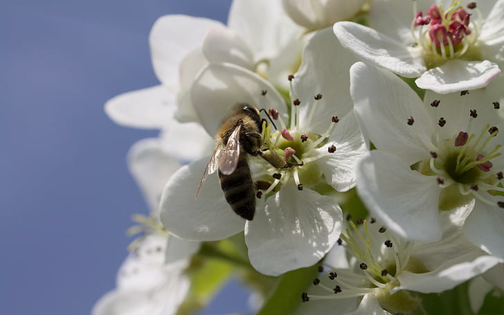 Bee on a pear blossom, black bee with white flowers, animals, 2880x1800, insect, blossom, pear, spring, HD wallpaper