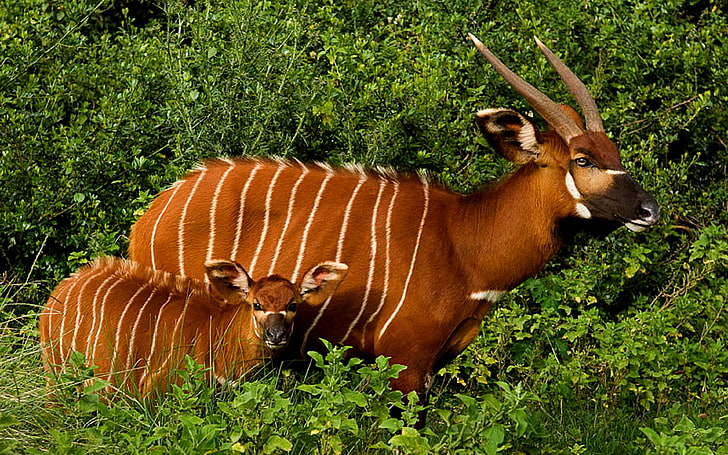 Kostenlose African Forest Antholopes National Park Wallpapers für Handys, Tablets und Laptops 3840 × 2400, HD-Hintergrundbild