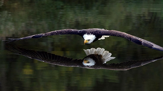 Pássaro, águia, reflexão, águia, pássaro, HD papel de parede HD wallpaper