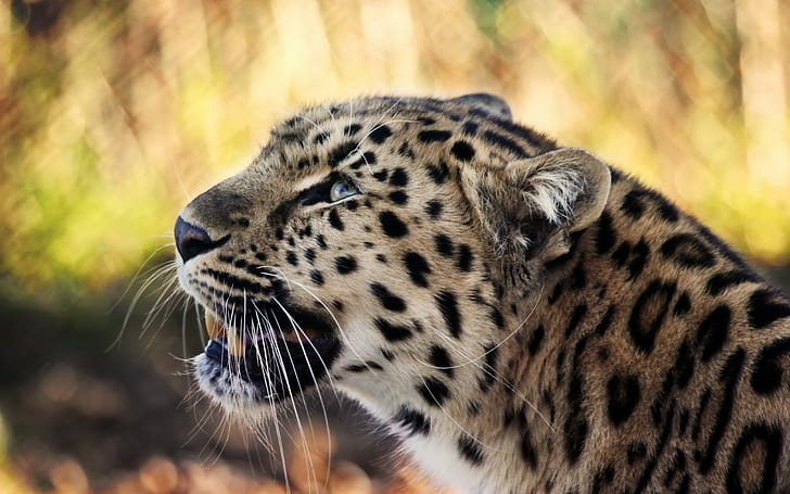 animals, leopard (animal), leopard, HD wallpaper