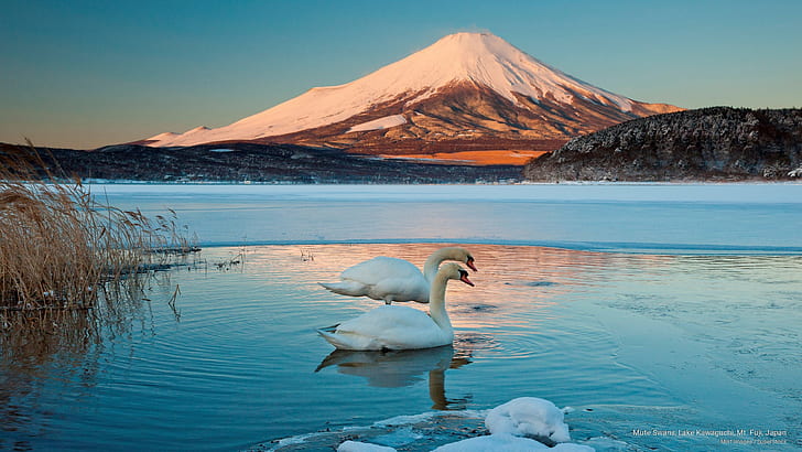 Mute Swans, Lake Kawaguchi, Mt. Fuji, Japan, Asia, HD wallpaper
