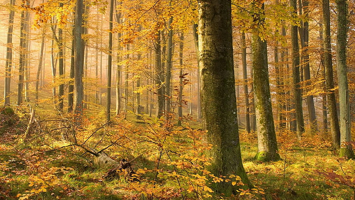 autumn season forest 1920x1080  Nature Forests HD Art , forest, autumn (season), HD wallpaper