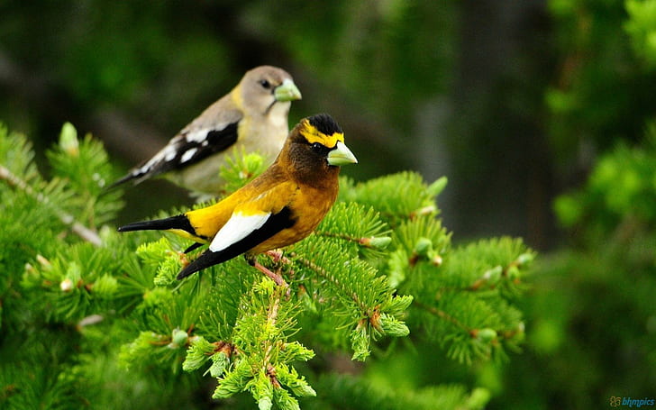Two Pretty Birds On A Green Spruce, trees, birds, animals, pretty, green, spruce, HD wallpaper