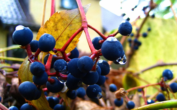 blue berries, wild grapes, drops, fall, HD wallpaper