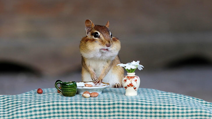 funny, squirrel, rodent, chipmunk, fauna, dinner set, table, wildlife, HD wallpaper