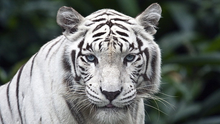 albino tiger, animals, tiger, Singapore, white, HD wallpaper
