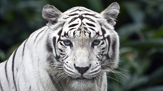 тигр альбинос, животные, тигр, сингапур, белый, HD обои HD wallpaper