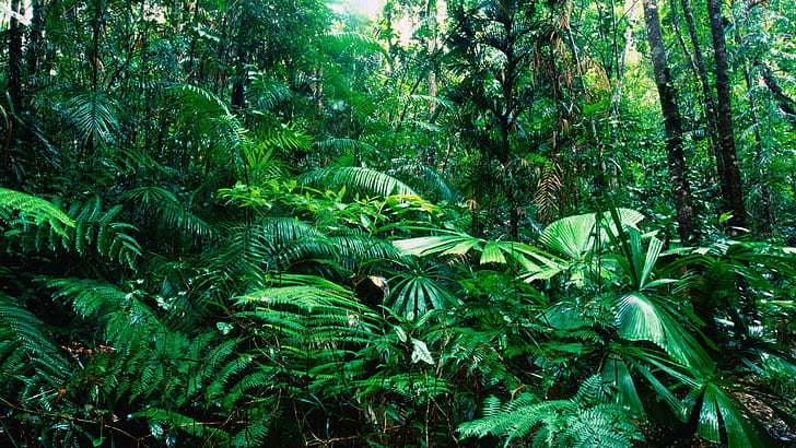 Gröna djungelträdväxter HD, natur, träd, grön, djungel, växter, HD tapet
