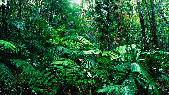 Зеленые джунгли, деревья, растения HD, природа, деревья, зелень, джунгли, растения, HD обои HD wallpaper