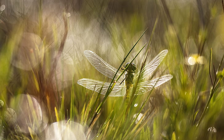 Dragonfly in the Grass, dragonfly, grass, HD wallpaper