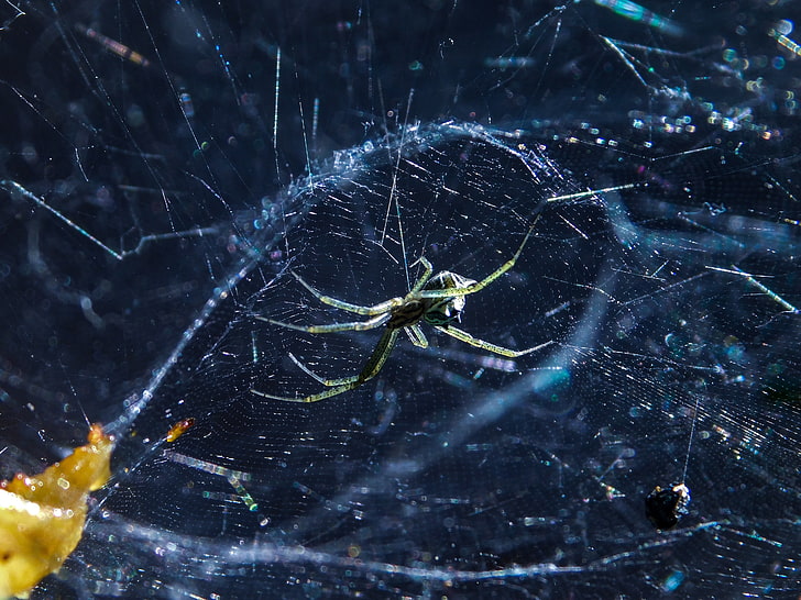 spider, cobweb, insect, blur, HD wallpaper
