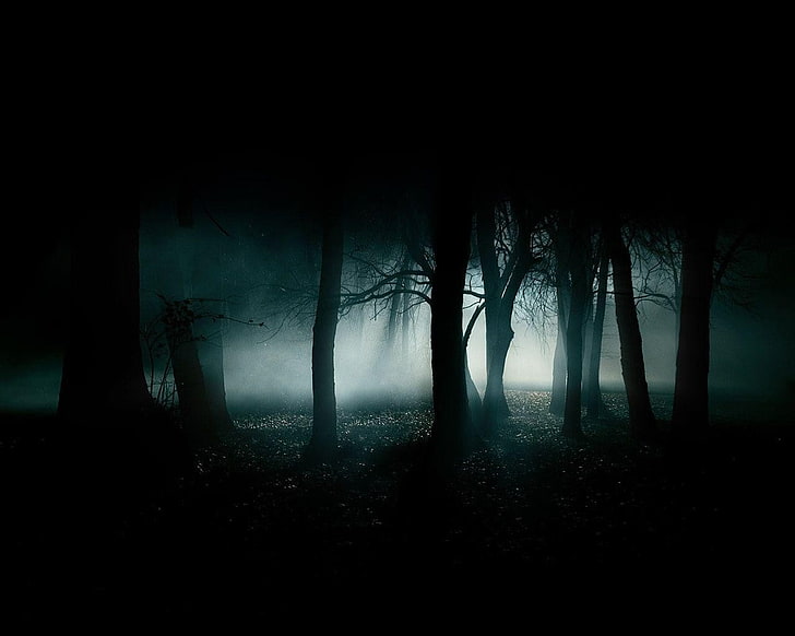 Dark, forest, Gloomy, night, HD wallpaper
