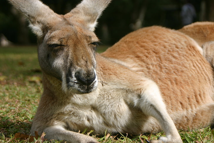 brown kangaroo, kangaroo, laying, furry, HD wallpaper
