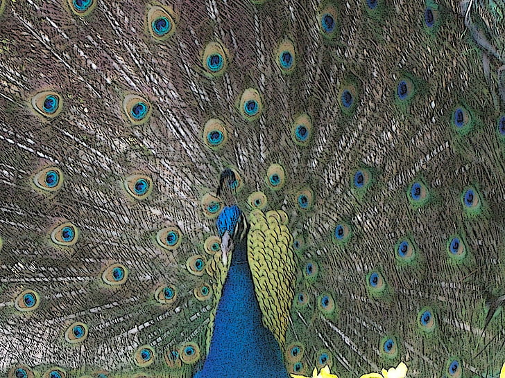 Drawn Peacock, birds, drawing, cartoon, peacock, bird, colors, feathers, animals, HD wallpaper