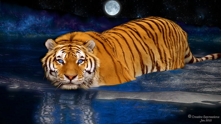 животни арт Moonlit Swim Animals Cats HD Изкуство, изкуство, вода, животни, тигър, Лунна светлина, HD тапет