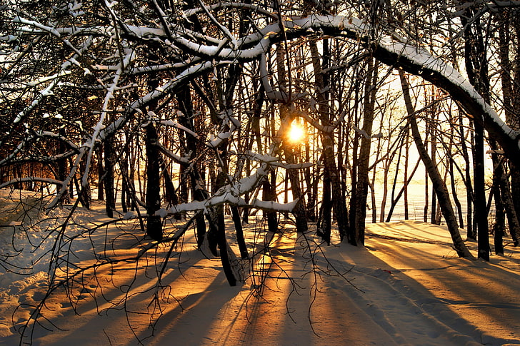 snow, sunlight, trees, Sun, winter, branch, nature, landscape, HD wallpaper