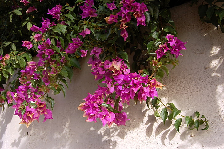 핑크 꽃잎 꽃 정맥 식물, 부겐 빌레, 꽃, 식물, 벽, 그림자, HD 배경 화면