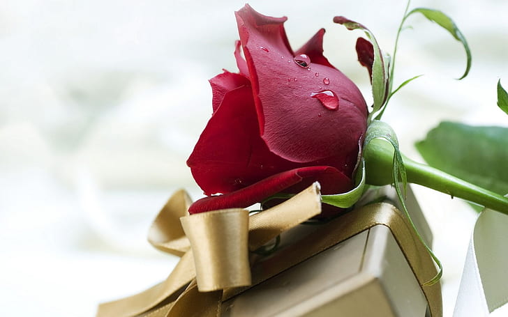Червена роза Символ на любовта Hd Тапет за десктоп 2560 × 1600, HD тапет