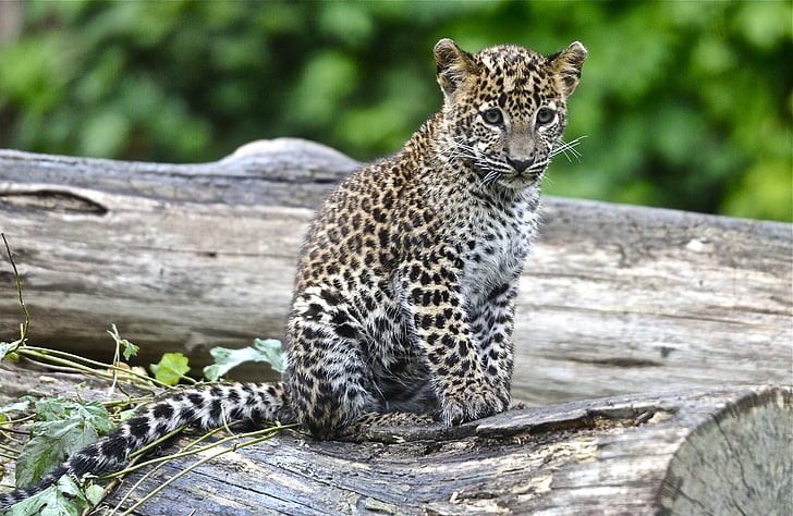 brown and white leopard, leopard, look, big cat, cub, HD wallpaper