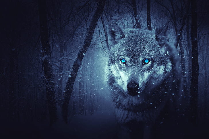 Snowfall, 4K, Scary, Wild Wolf, Winter, Blue eyes, HD wallpaper