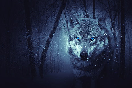 Schneefall, 4K, beängstigend, wilder Wolf, Winter, blaue Augen, HD-Hintergrundbild HD wallpaper