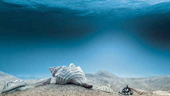 Bawah air, Dasar Laut, Mollusca, Wallpaper HD HD wallpaper