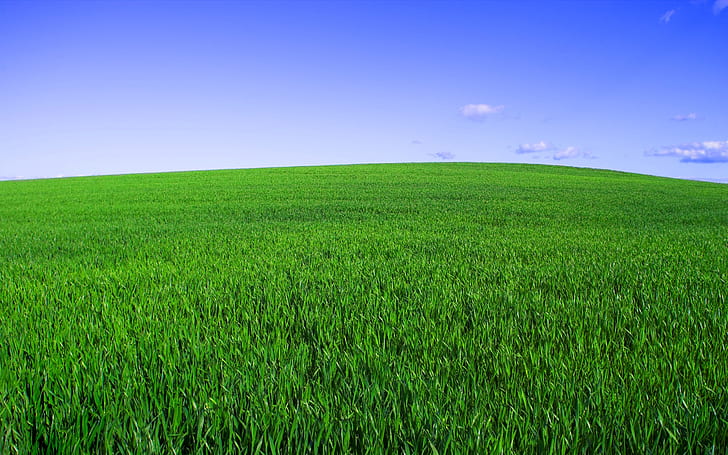 Новото блаженство, поле, трева, зелено, небе, HD тапет