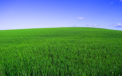 Новото блаженство, поле, трева, зелено, небе, HD тапет HD wallpaper