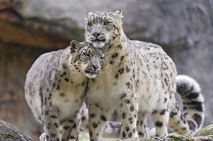 two white tigers, cat, pair, IRBIS, snow leopard, ©Tambako The Jaguar, HD wallpaper