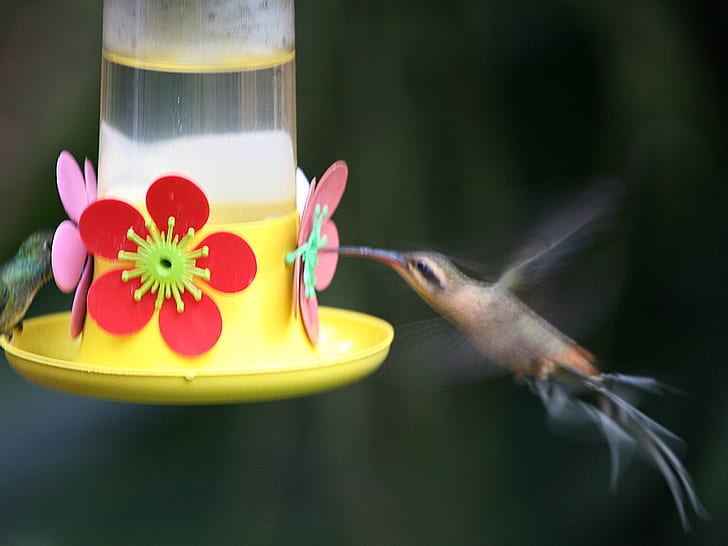 Kolibri, Trog, HD, Wasser, HD-Hintergrundbild