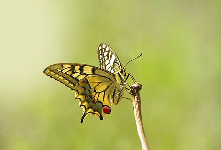 Makro, Insekt, Schmetterling, HD-Hintergrundbild HD wallpaper