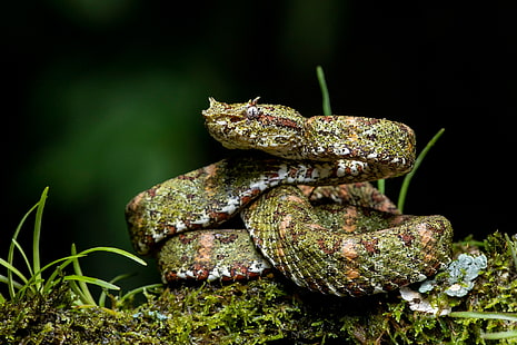 Reptilien, Viper, Wimpernotter, Reptil, Schlange, Tierwelt, HD-Hintergrundbild HD wallpaper