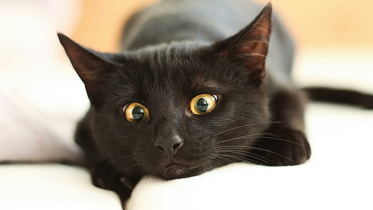 cat, black cat, eyes, animals, HD wallpaper