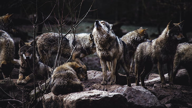 forest, branches, nature, pose, the dark background, stones, wolf, pack, wolves, howl, grey, a lot, a pack of wolves, HD wallpaper