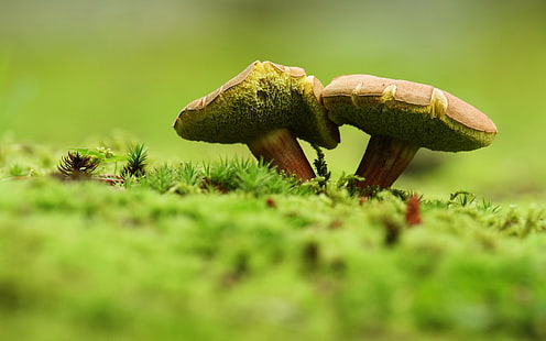 two green mushrooms, green, mushroom, nature, macro, HD wallpaper HD wallpaper