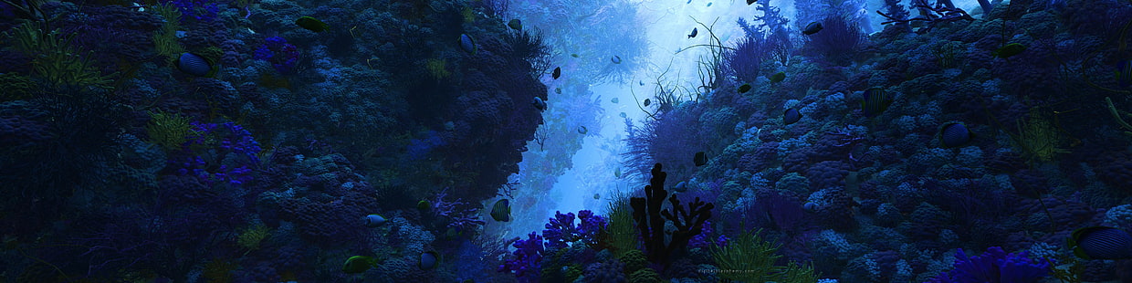 pantalla múltiple, bajo el agua, peces, naturaleza, mar, Fondo de pantalla HD HD wallpaper