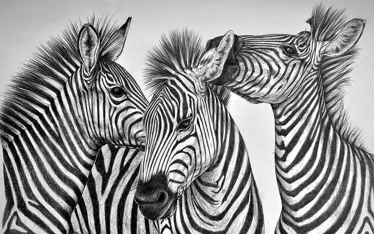3, animals, three, zebra, zebras, HD wallpaper