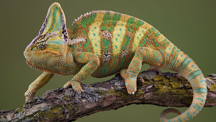 Chameleon, Crawl, Color, Striped, HD wallpaper