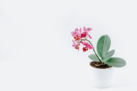 kelopak bunga, kelopak, bunga, minimalis, putih, latar belakang putih, sederhana, alam, merah muda, Wallpaper HD HD wallpaper