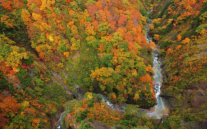 上、ビュー、フォレスト、渓谷、川、木、秋、森、渓谷、川、木、秋を表示するには、 HDデスクトップの壁紙
