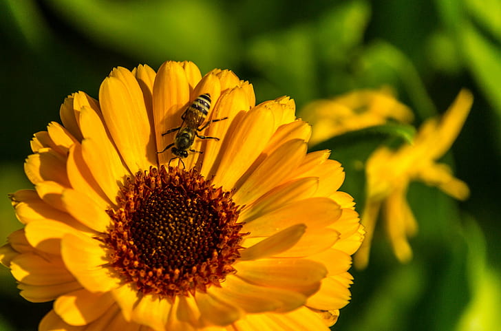 fotografia z bliska pszczoła na słoneczniku, kwiat, fotografia z bliska, miód słonecznikowy, miód pszczeli, Nikon d3100, DOF, Kumaravel, Lodi, ogród, New Delhi, podróż, uprawa, pomarańcza, niesamowite, kwiaty, natura, żółty, lato, pszczoła, roślina, owad, płatek, zbliżenie, pyłek, Tapety HD