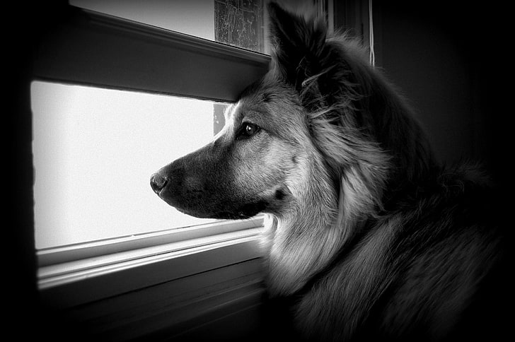 fotografi grayscale dari anjing besar, anjing, wajah, profil, jendela, menonton, hitam dan putih, Wallpaper HD